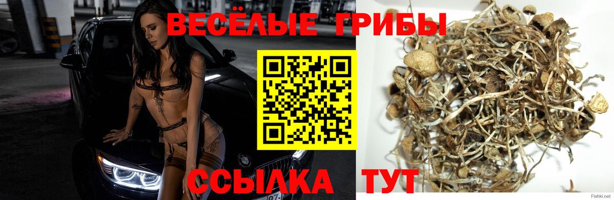 Галлюциногенные грибы мицелий  Псилоцибиновые грибы ЛСД  Вход с VPN  Лениногорск 